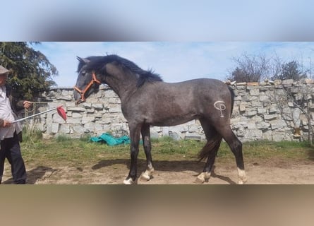 Koń andaluzyjski, Ogier, 4 lat, 163 cm, Siwa