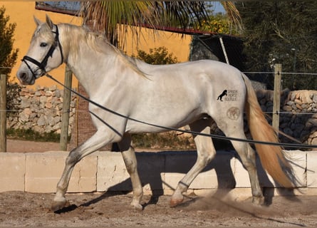 Koń andaluzyjski, Ogier, 4 lat, 164 cm, Siwa