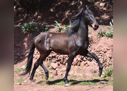 Koń andaluzyjski, Ogier, 4 lat, 165 cm, Gniada
