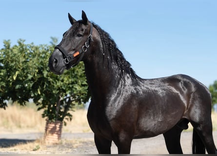 Koń andaluzyjski, Ogier, 4 lat, 165 cm, Kara