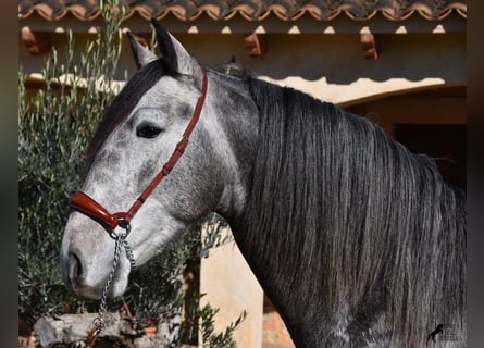 Koń andaluzyjski, Ogier, 4 lat, 165 cm, Siwa jabłkowita