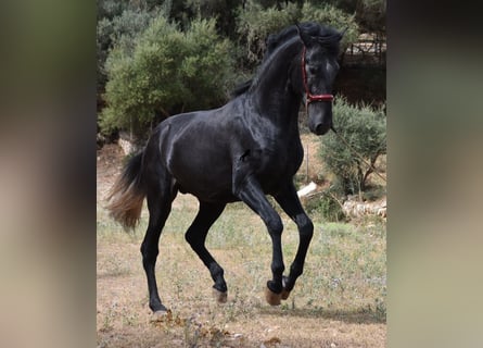 Koń andaluzyjski, Ogier, 4 lat, 165 cm, Siwa