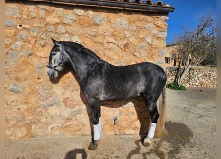 Koń andaluzyjski, Ogier, 4 lat, 165 cm, Siwa