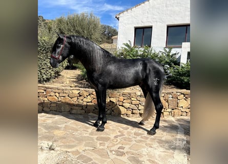 Koń andaluzyjski, Ogier, 4 lat, 165 cm, Siwa