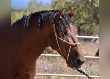 Koń andaluzyjski, Ogier, 4 lat, 166 cm, Gniada