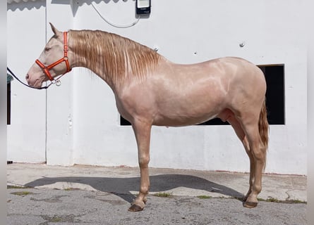 Koń andaluzyjski, Ogier, 4 lat, 167 cm, Perlino