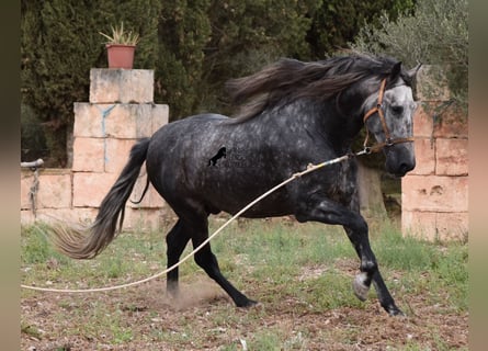 Koń andaluzyjski, Ogier, 4 lat, 169 cm, Siwa