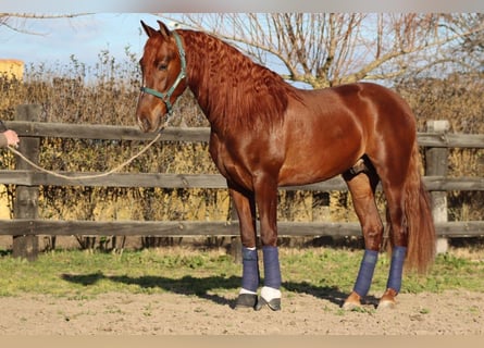 Koń andaluzyjski, Ogier, 4 lat, 170 cm, Kasztanowata