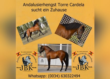 Koń andaluzyjski, Ogier, 5 lat, 160 cm, Gniada