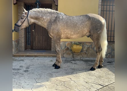 Koń andaluzyjski, Ogier, 5 lat, 163 cm, Izabelowata
