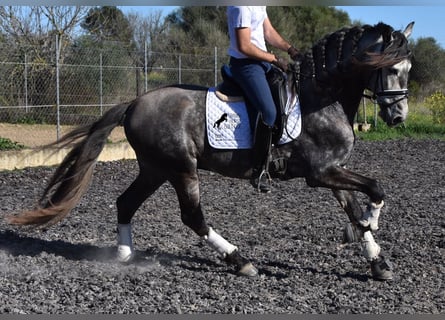 Koń andaluzyjski, Ogier, 5 lat, 168 cm, Siwa