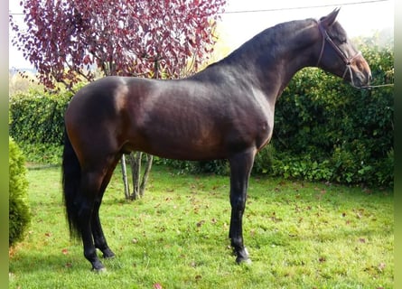Koń andaluzyjski, Ogier, 5 lat, 170 cm, Ciemnogniada