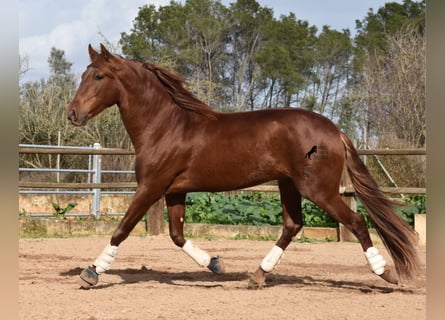Koń andaluzyjski, Ogier, 5 lat