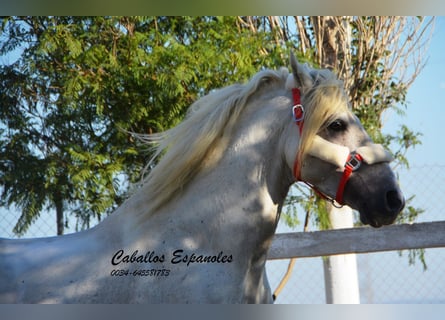 Koń andaluzyjski, Ogier, 6 lat, 156 cm, Siwa