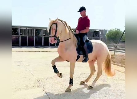 Koń andaluzyjski, Ogier, 6 lat, 157 cm, Cremello