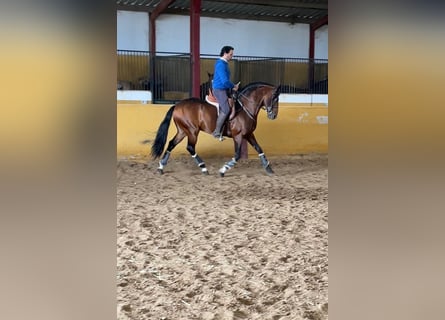 Koń andaluzyjski, Ogier, 6 lat, 157 cm, Gniada
