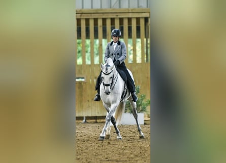Koń andaluzyjski, Ogier, 6 lat, 160 cm, Siwa jabłkowita