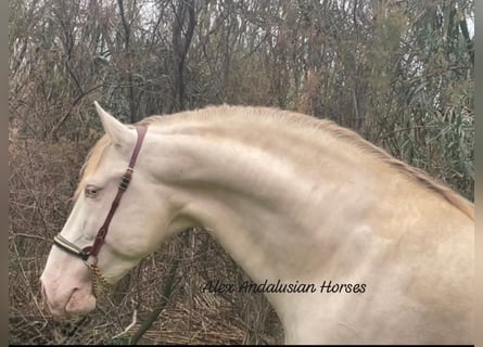 Koń andaluzyjski, Ogier, 6 lat, 163 cm, Perlino