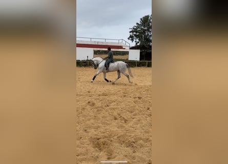 Koń andaluzyjski, Ogier, 6 lat, 165 cm, Siwa