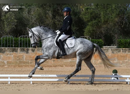 Koń andaluzyjski, Ogier, 6 lat, 167 cm, Siwa
