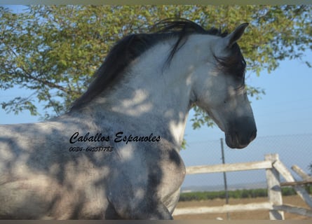 Koń andaluzyjski, Ogier, 7 lat, 156 cm, Siwa