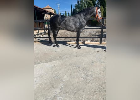Koń andaluzyjski, Ogier, 7 lat, 157 cm, Siwa jabłkowita