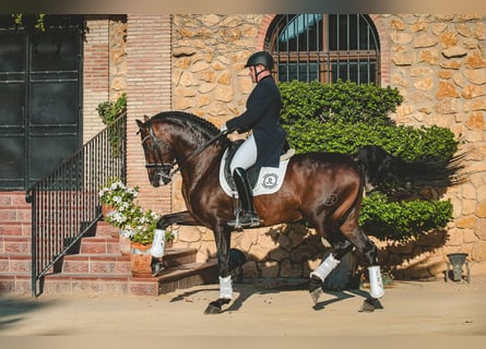 Koń andaluzyjski, Ogier, 7 lat, 162 cm, Ciemnogniada