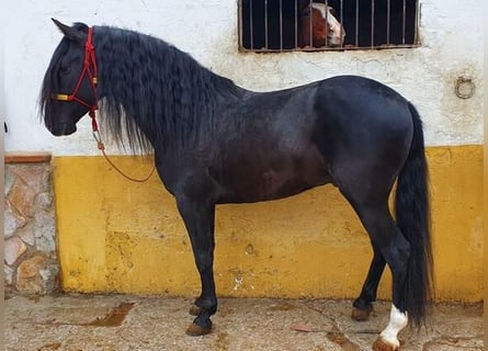Koń andaluzyjski, Ogier, 7 lat, 162 cm, Kara