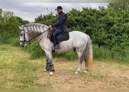 Koń andaluzyjski, Ogier, 7 lat, 162 cm, Siwa jabłkowita