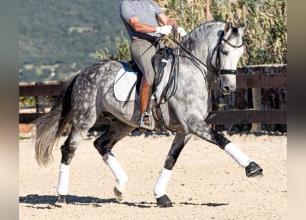 Koń andaluzyjski, Ogier, 9 lat, 166 cm, Siwa jabłkowita