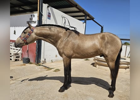 Koń andaluzyjski, Ogier, 3 lat, Bułana