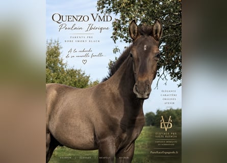 Koń andaluzyjski Mix, Ogier, Źrebak (05/2026), 160 cm, Kara