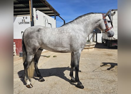 Koń andaluzyjski, Ogier, Źrebak (01/2024), 162 cm, Siwa