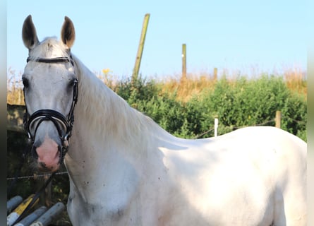 Koń andaluzyjski Mix, Wałach, 11 lat, 152 cm, Siwa