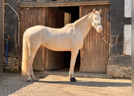 Koń andaluzyjski, Wałach, 11 lat, 155 cm, Cremello