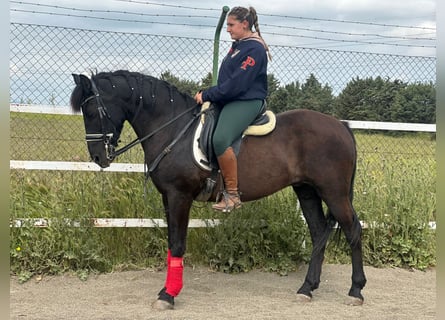 Koń andaluzyjski, Wałach, 15 lat, 162 cm, Kara
