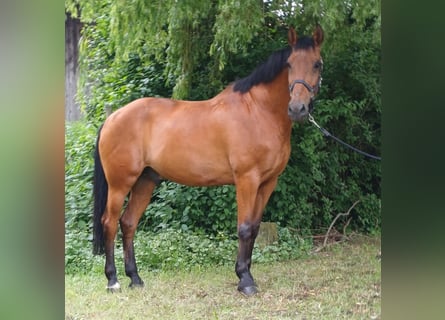 Koń andaluzyjski, Wałach, 16 lat, 165 cm, Gniada