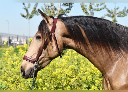 Koń andaluzyjski, Wałach, 3 lat, 152 cm, Bułana