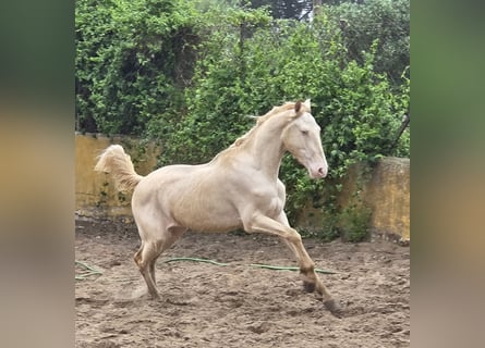 Koń andaluzyjski, Wałach, 3 lat, 153 cm, Cremello