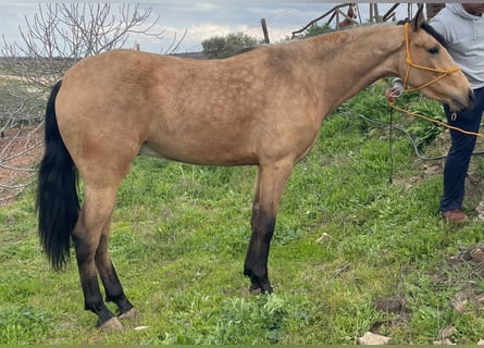 Koń andaluzyjski, Wałach, 3 lat, 155 cm, Bułana