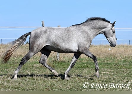 Koń andaluzyjski, Wałach, 3 lat, 155 cm, Siwa