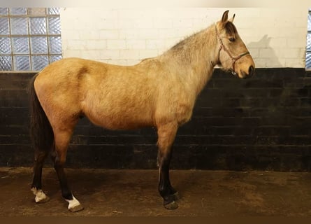 Koń andaluzyjski, Wałach, 3 lat, 156 cm, Jelenia