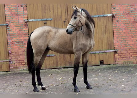 Koń andaluzyjski, Wałach, 3 lat, 157 cm, Jelenia