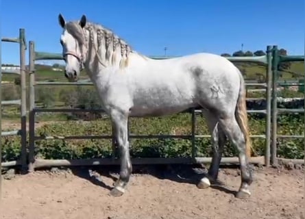 Koń andaluzyjski, Wałach, 3 lat, 161 cm, Siwa jabłkowita