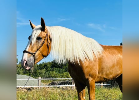 Koń andaluzyjski, Wałach, 3 lat, 165 cm, Izabelowata
