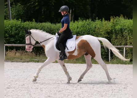Koń andaluzyjski Mix, Wałach, 4 lat, 148 cm, Srokata