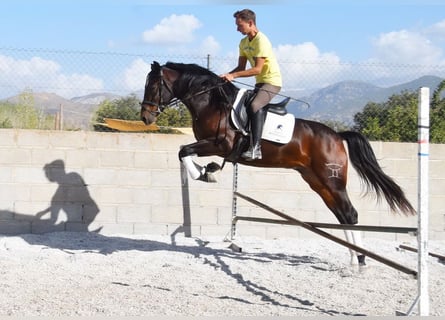 Koń andaluzyjski, Wałach, 4 lat, 151 cm, Ciemnogniada