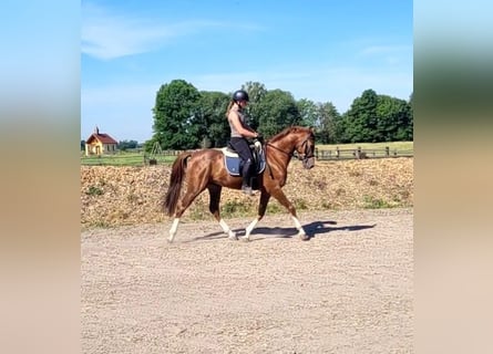 Koń andaluzyjski Mix, Wałach, 4 lat, 153 cm, Kasztanowata