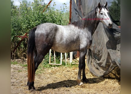Koń andaluzyjski, Wałach, 4 lat, 154 cm, Siwa