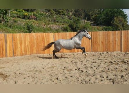 Koń andaluzyjski, Wałach, 4 lat, 155 cm, Siwa